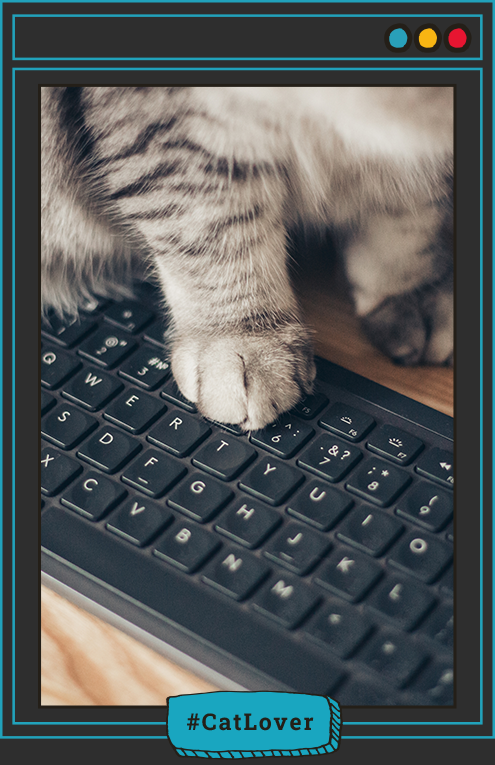 comportamiento de los gatos
